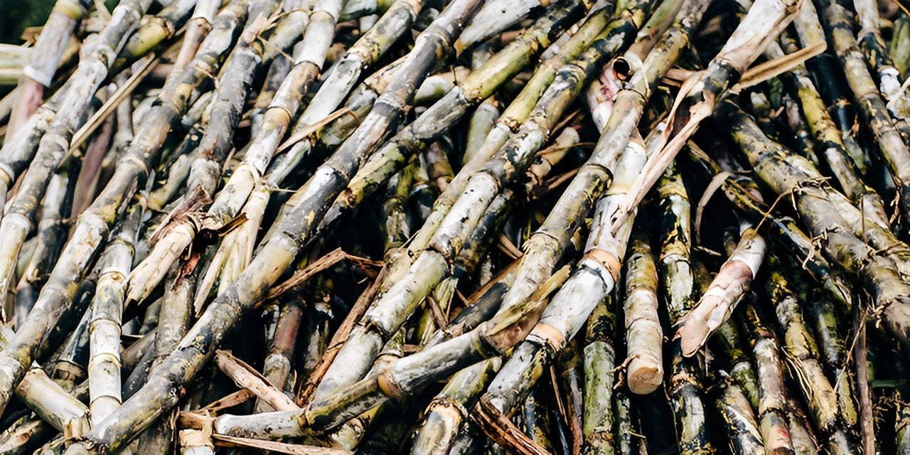 Sugarcane, Gift Wrapping Paper