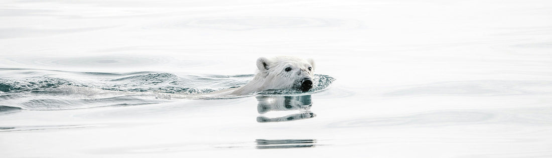 Polar Bear Swimming in the Arctic